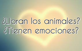 ¿Lloran los animales? ¿Tienen emociones?